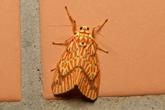 Barsine striata