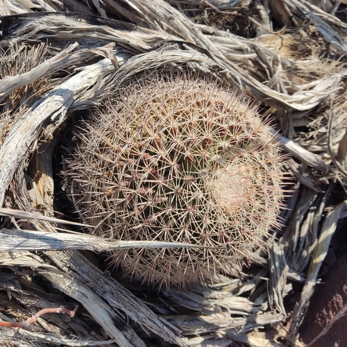 Mammillaria grusonii