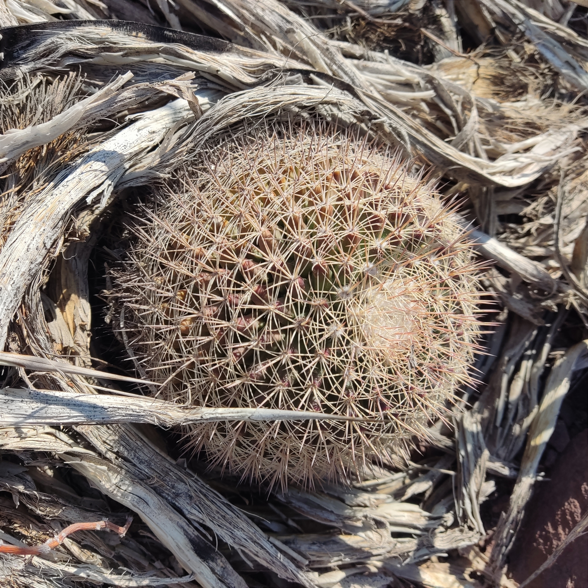 Mammillaria grusonii