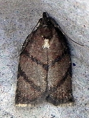 Argyrotaenia juglandana
