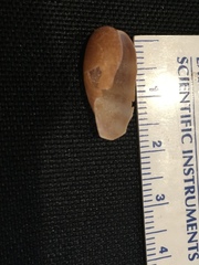 Macrocypraea