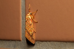 Barsine striata