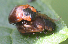 Chrysomela schaefferi