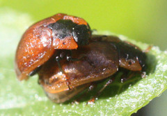 Chrysomela schaefferi