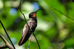 Black Jacobin photo 5