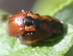 Chrysomela schaefferi