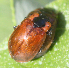 Chrysomela schaefferi