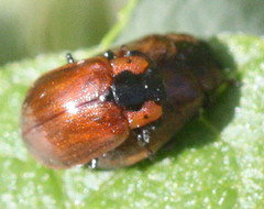 Chrysomela schaefferi