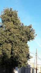 Magnoliopsida