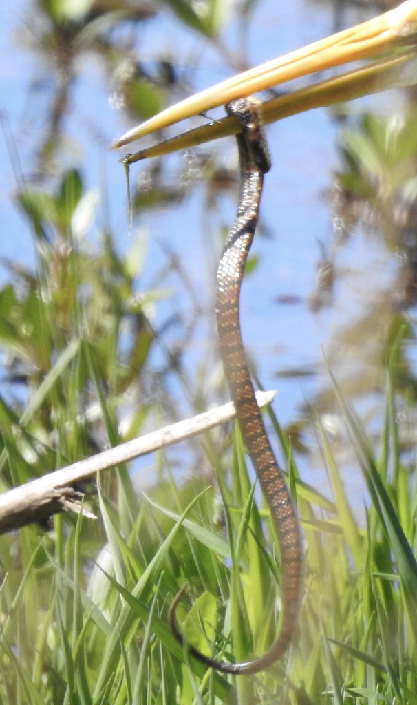 Banded Watersnake