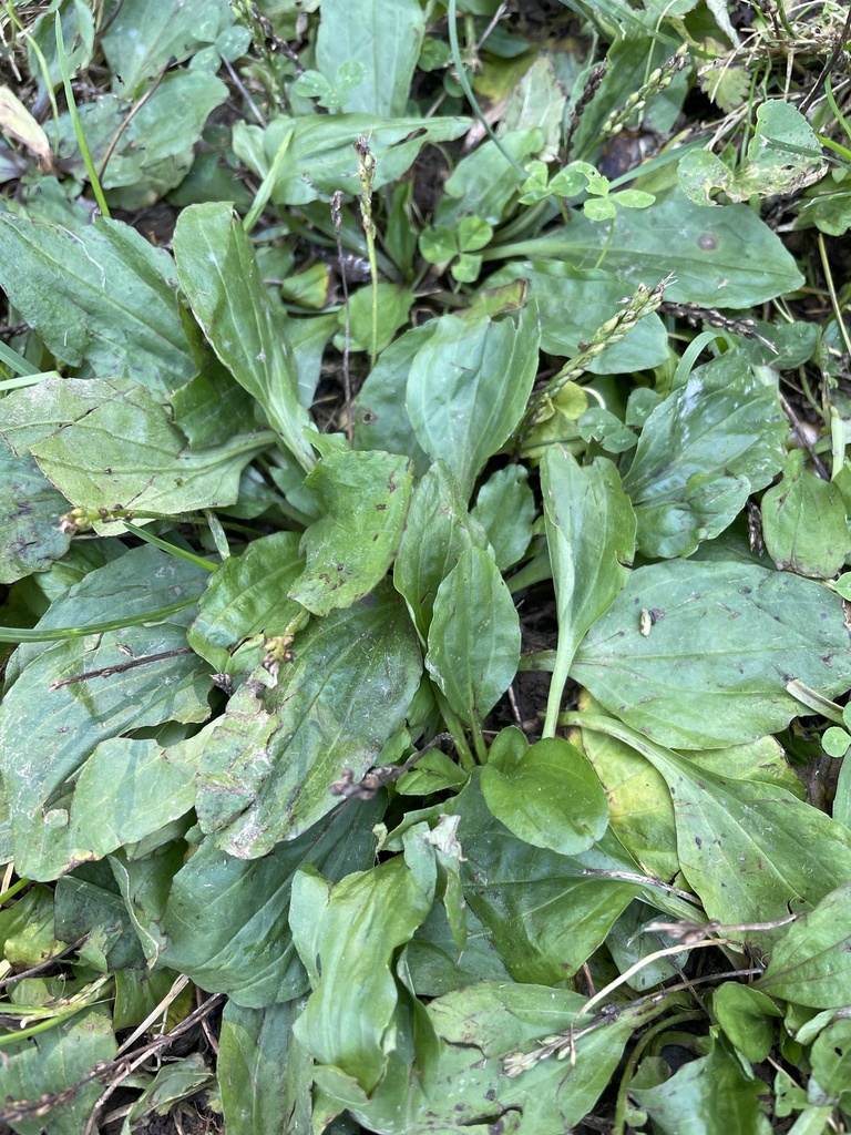 American plantain from E Broadway, Granville, OH, US on October 1, 2023 ...