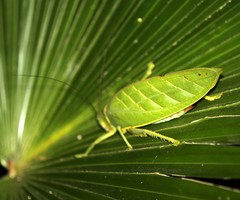Rhomboptera honorabilis