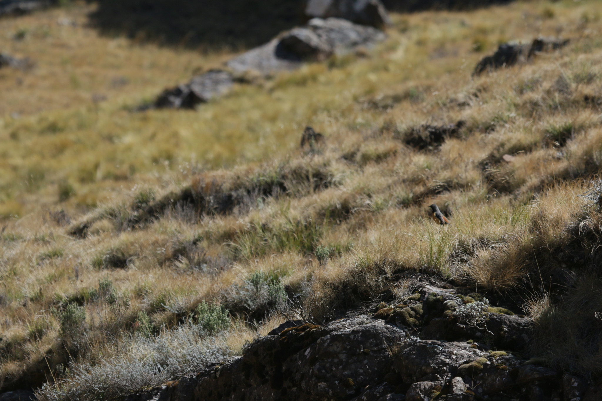 Drakensberg Rockjumper (Chaetops aurantius), photo 10