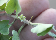 Dichondra donelliana