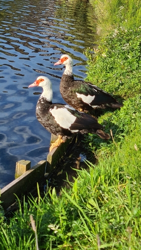 Pato criollo (Cairina moschata)