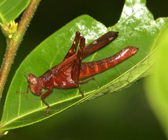 Erianthus versicolor