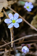Hepatica americana