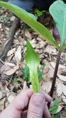 Arisaema triphyllum