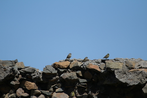 Drakensberg Siskin (Crithagra symonsi), photo 4