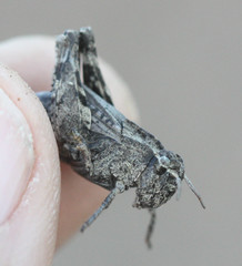 Chimarocephala pacifica