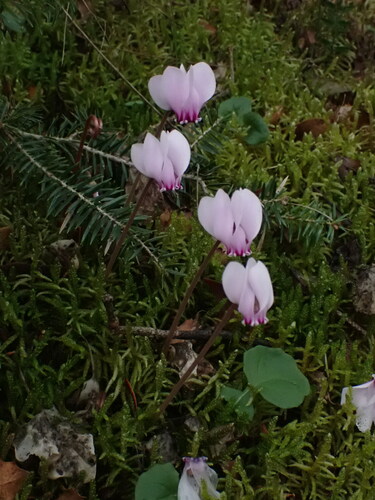 Cyclamen hederifolium