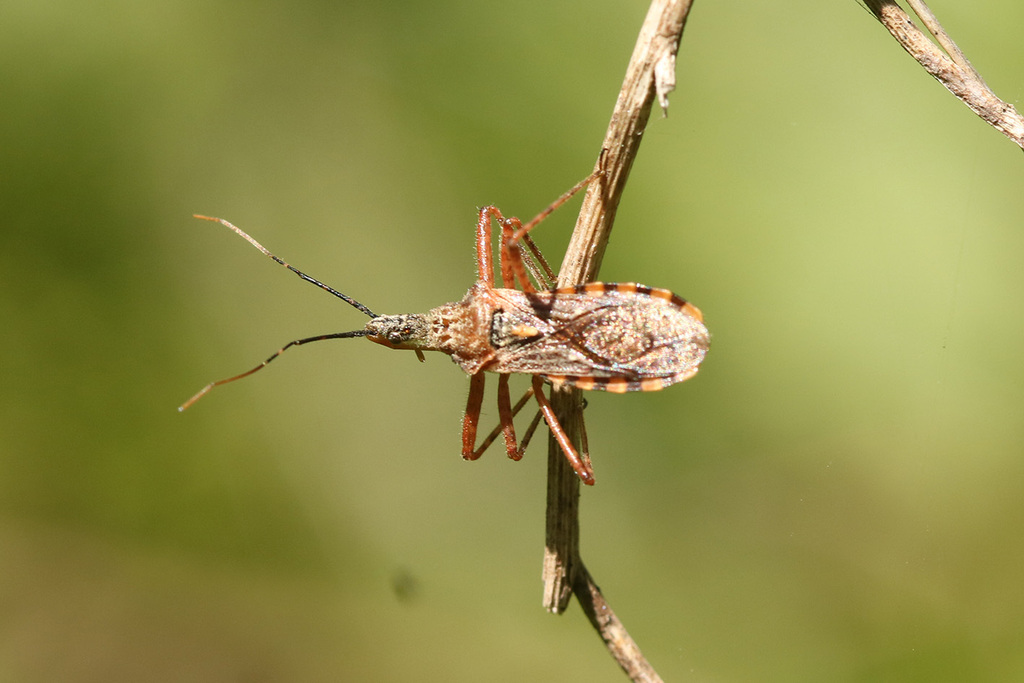 Cosmoclopius From La Plata, Provincia De Buenos Aires, Argentina On 