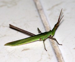 Acrida willemsei