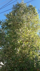 Populus fremontii