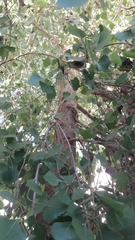 Populus fremontii