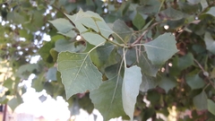 Populus fremontii
