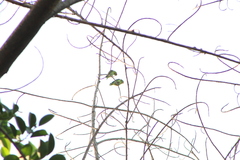 Brotogeris jugularis