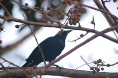 Ptiloxena atroviolacea