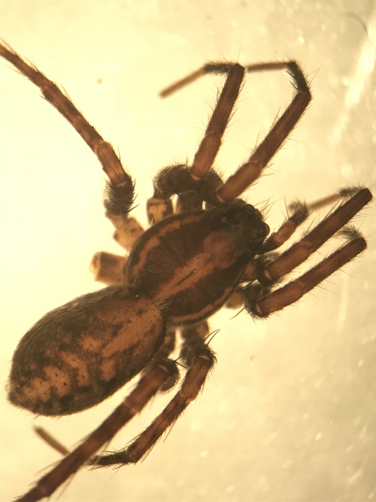 Pardosa concinna