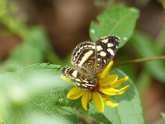 Anthanassa tulcis