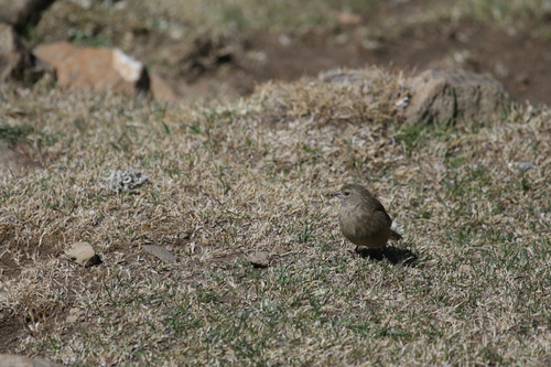Drakensberg Siskin (Crithagra symonsi), photo 10
