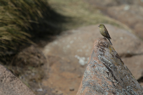 Drakensberg Siskin (Crithagra symonsi), photo 4