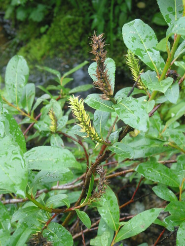 Salix ballii
