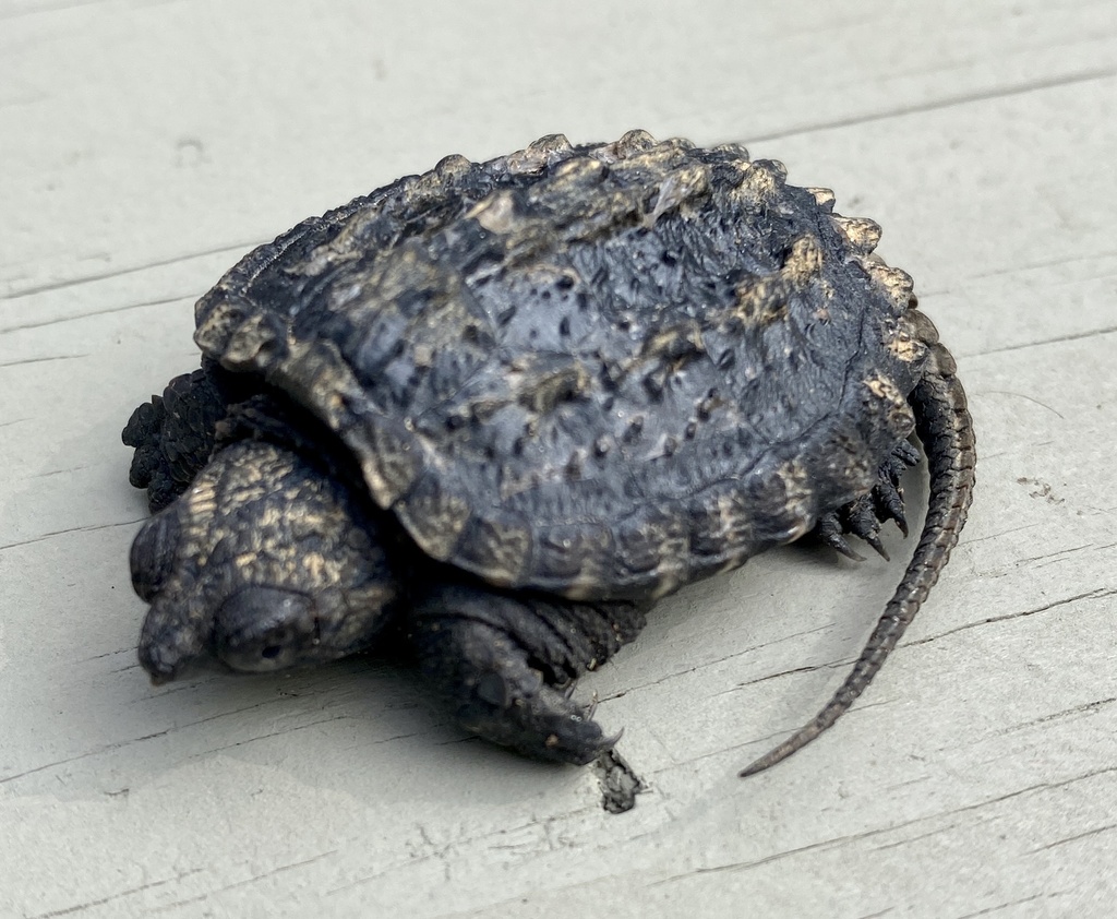 Common Snapping Turtle from Summer Hill Rd, Madison, CT, US on October ...