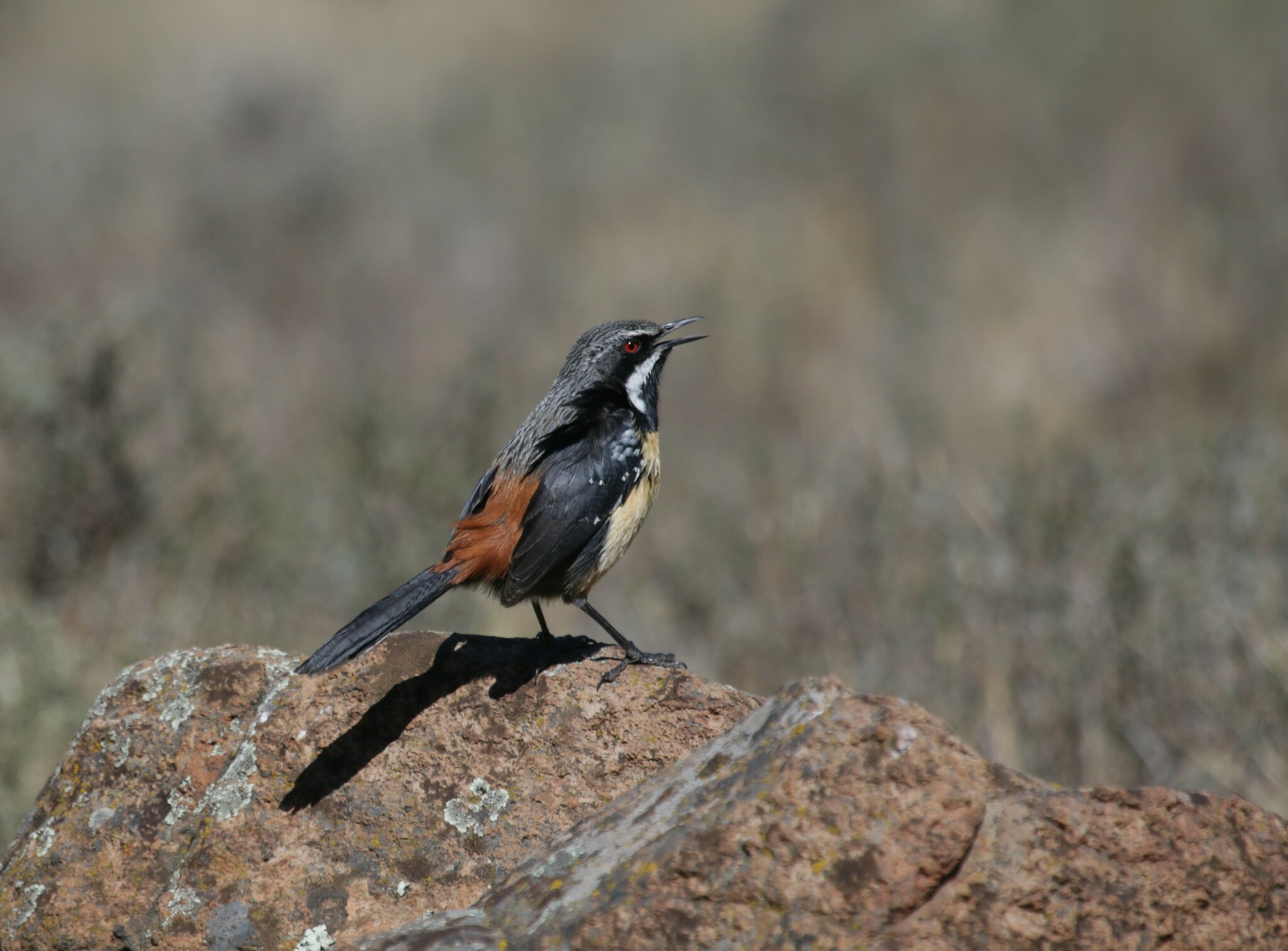 Drakensberg Rockjumper (Chaetops aurantius), photo 9