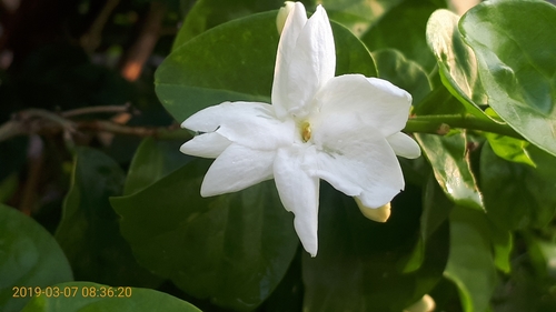 Image of Jasminum sambac by (c) Ong Jyh Seng, some rights reserved (CC BY-SA)