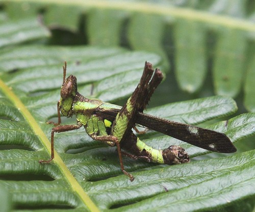 Erianthus rehni · iNaturalist