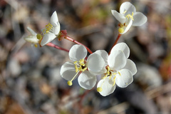 Cup Evening Primrose (Chylismia claviformis)