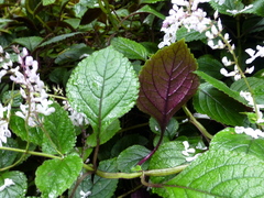 Plectranthus ciliatus