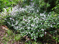 Plectranthus ciliatus