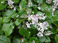 Plectranthus ciliatus