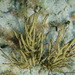 Yellow Sea Whip - Photo (c) Donají Graham, some rights reserved (CC BY-NC), uploaded by Donají Graham