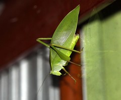 Khaoyaiana nitens