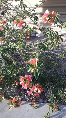 Bougainvillea