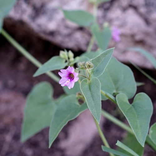 Smooth spreading four o'clock (Mirabilis oxybaphoides)