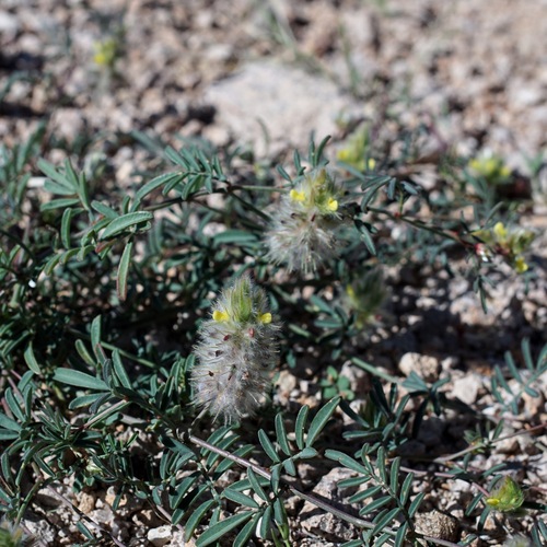 Image of Dalea brachystachya by (c) Andrew Tree, some rights reserved (CC BY)